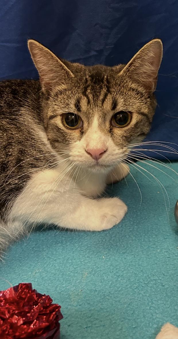 Enlarge Autumn, a Adoptable mixed breed in Houston, TX image 2/5