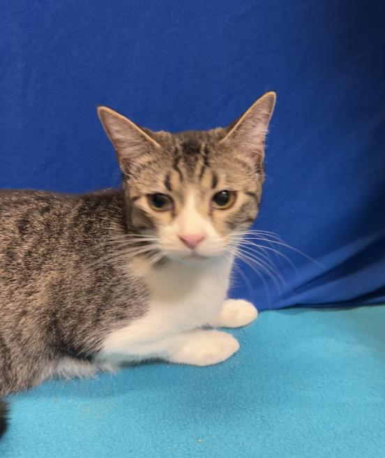 Enlarge Autumn, a Adoptable mixed breed in Houston, TX image 3/5