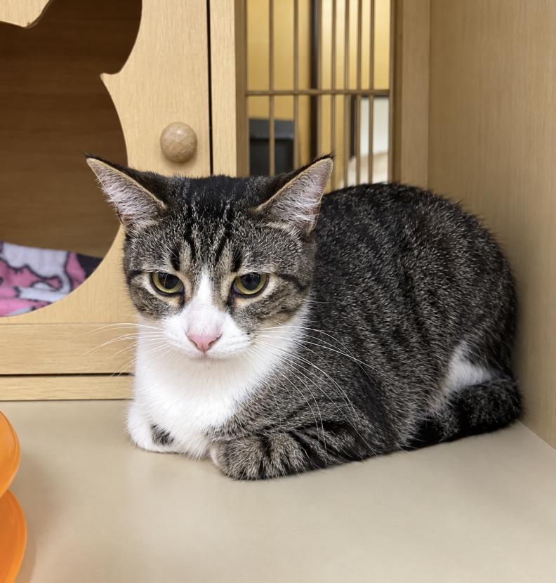 Autumn, Adoptable, Kitten Female Tabby & Domestic Short Hair.