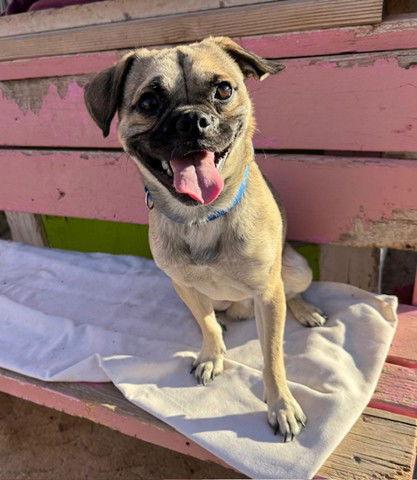 Mr. Baggins, Adoptable, Young Male Pug.