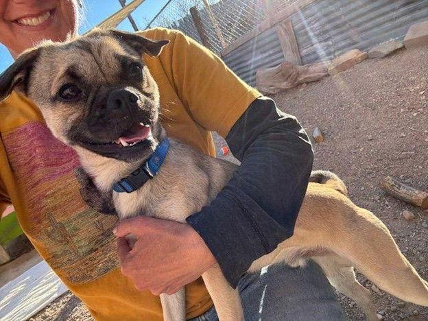 Enlarge Mr. Baggins, a Adoptable Pug in Williamsburg, NM image 2/3