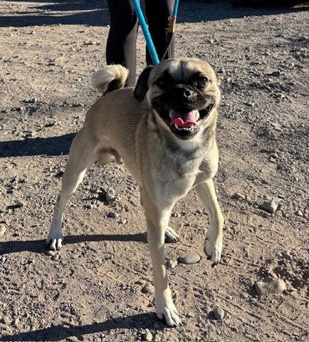 Enlarge Mr. Baggins, a Adoptable Pug in Williamsburg, NM image 3/3