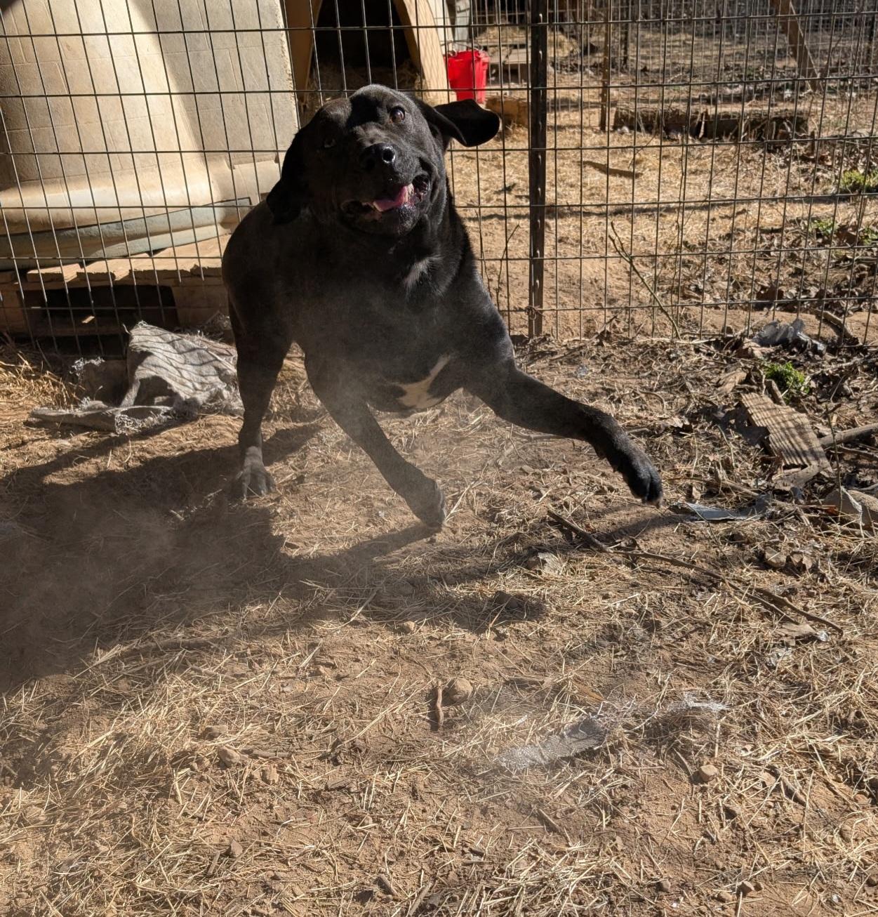 EDGE, a ADOPTABLE mixed breed in Chicopee, MA image 2/5