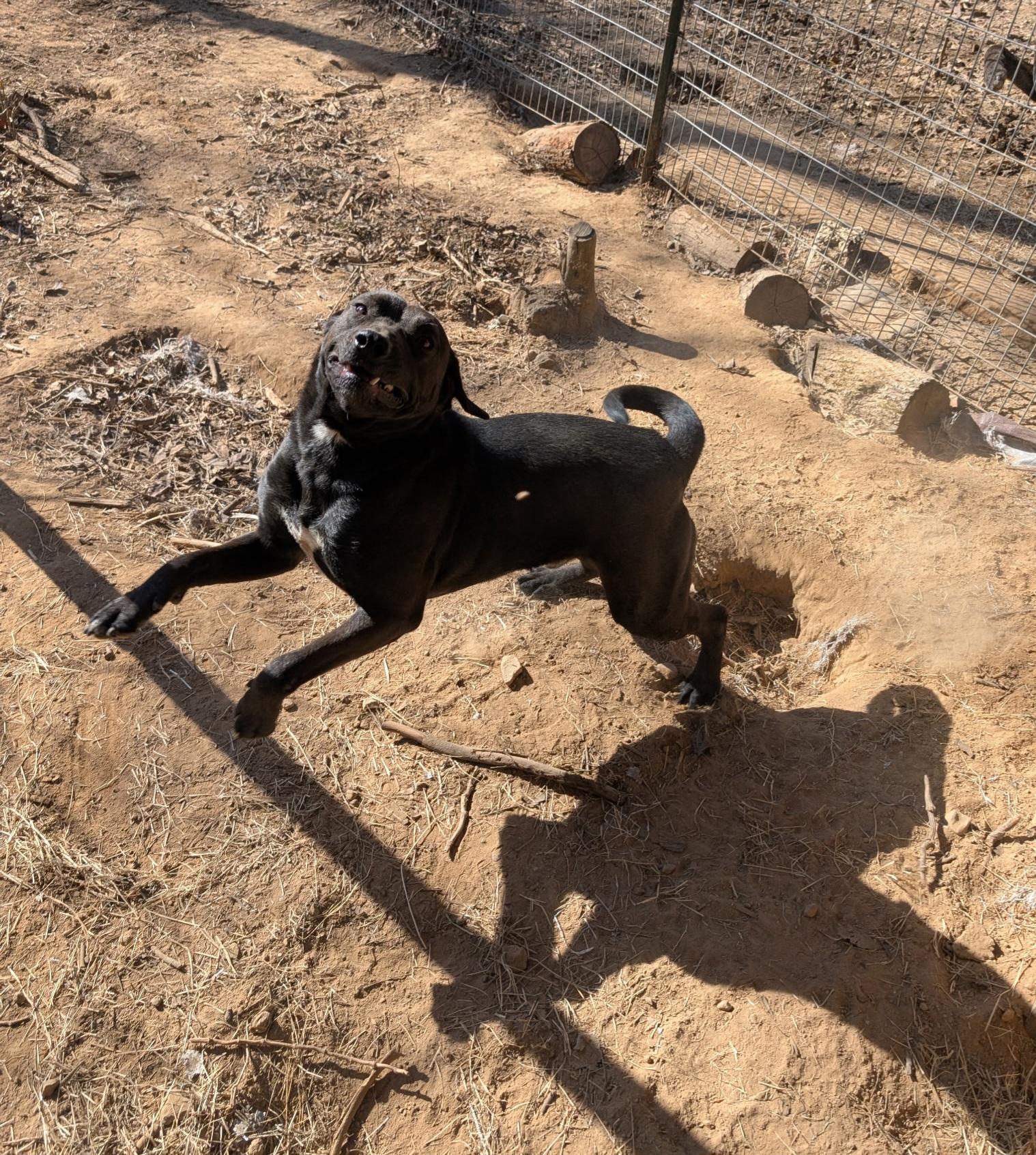 EDGE, a ADOPTABLE mixed breed in Chicopee, MA image 3/5