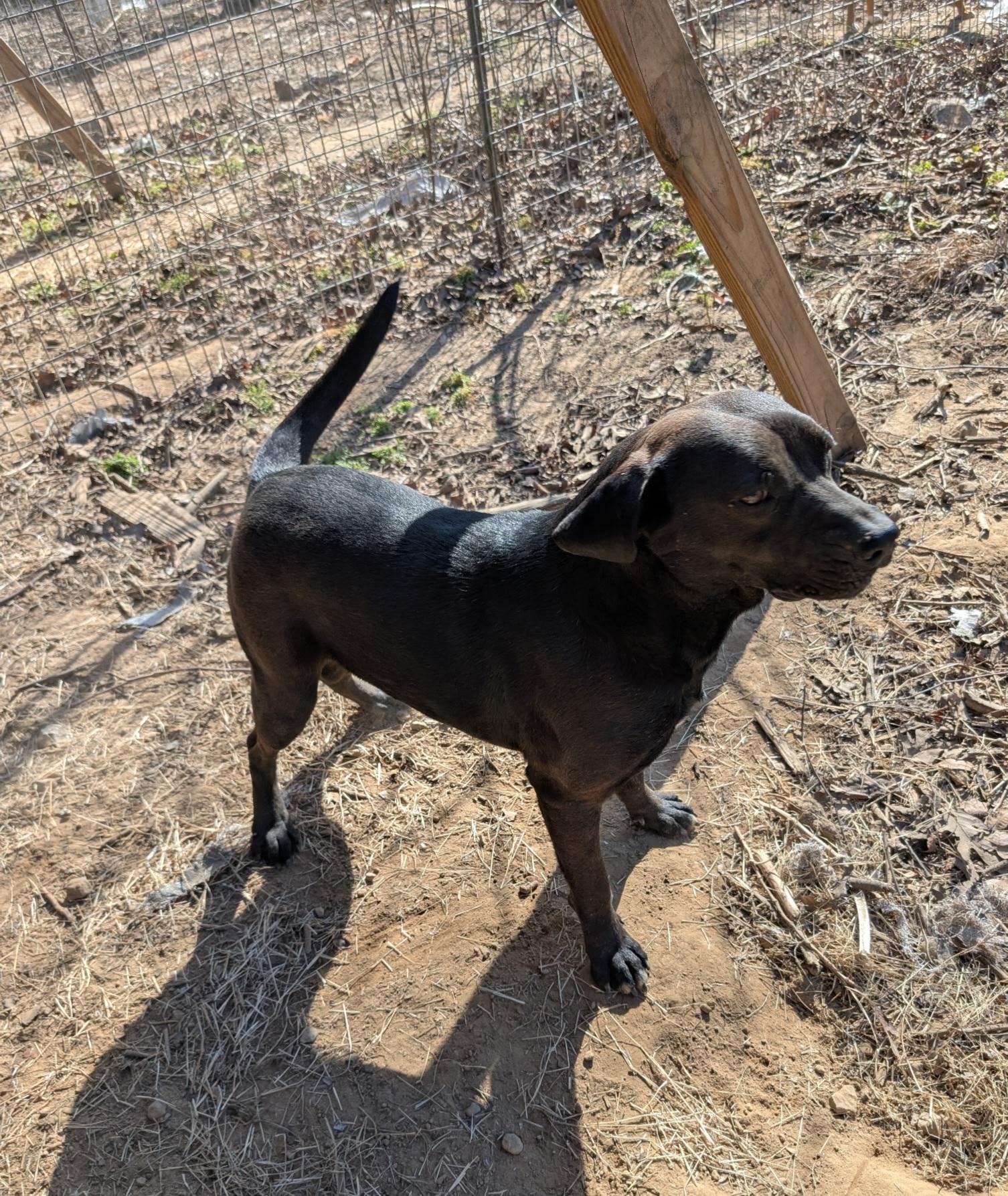 EDGE, a ADOPTABLE mixed breed in Chicopee, MA image 5/5