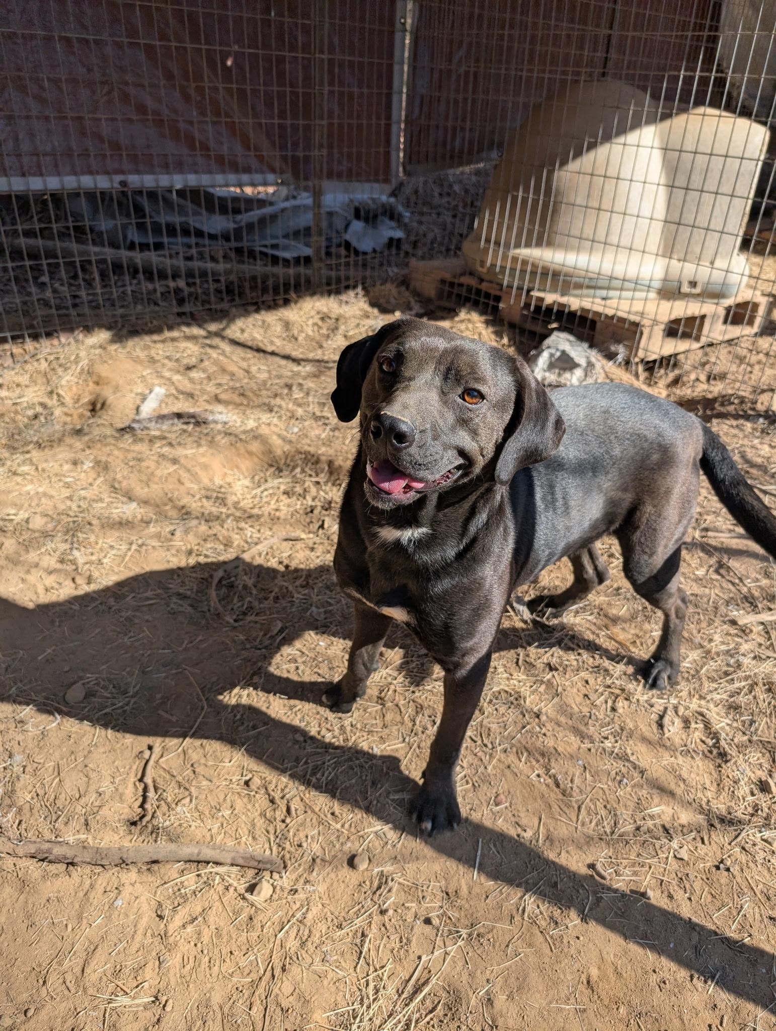 EDGE, a ADOPTABLE mixed breed in Chicopee, MA image 4/5