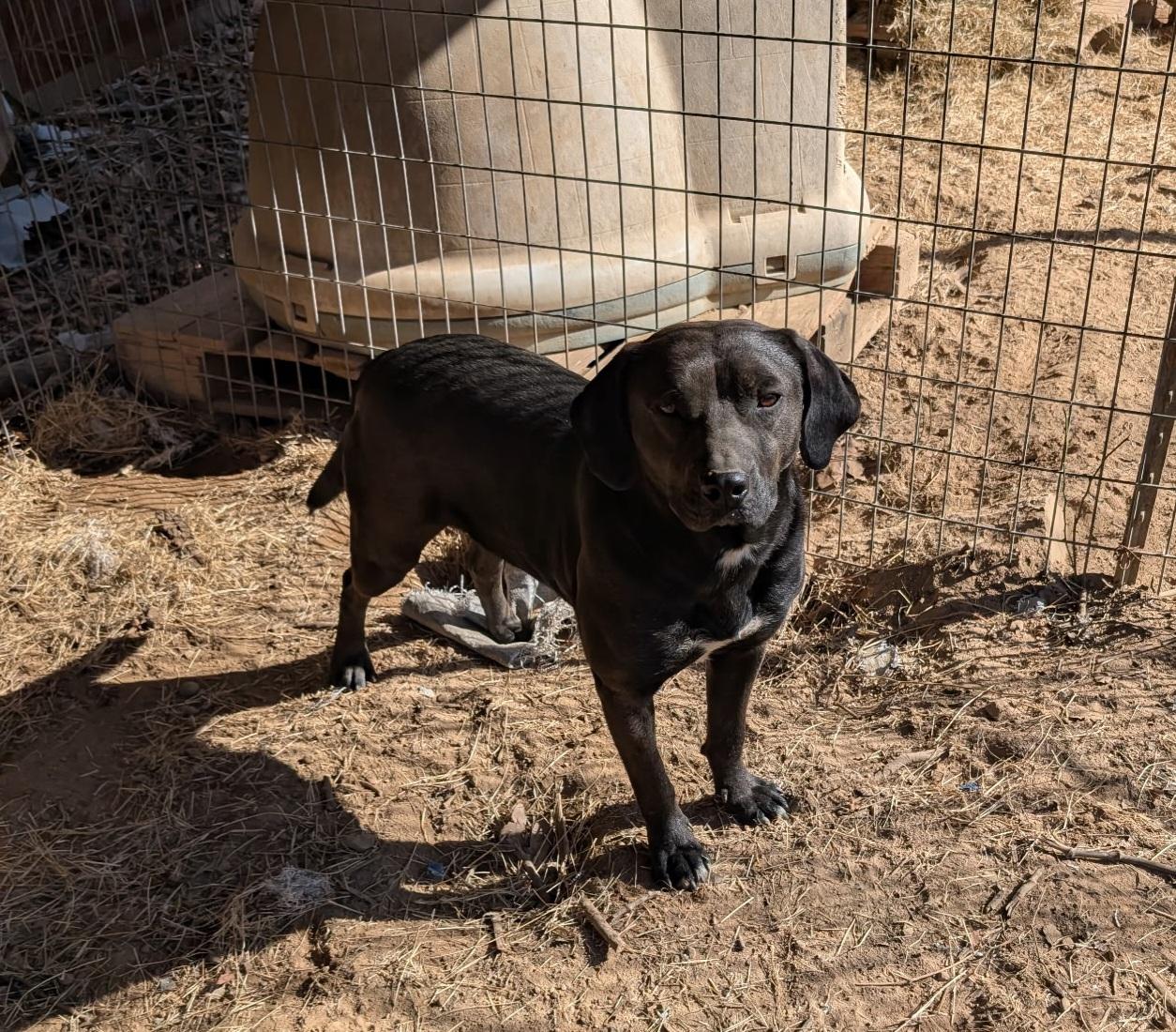 EDGE, ADOPTABLE, Adult Male Black Labrador Retriever.