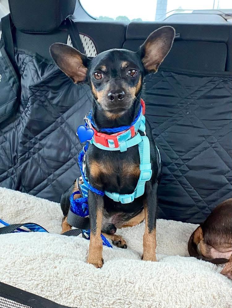 Moby, Adoptable, Adult Male Miniature Pinscher.