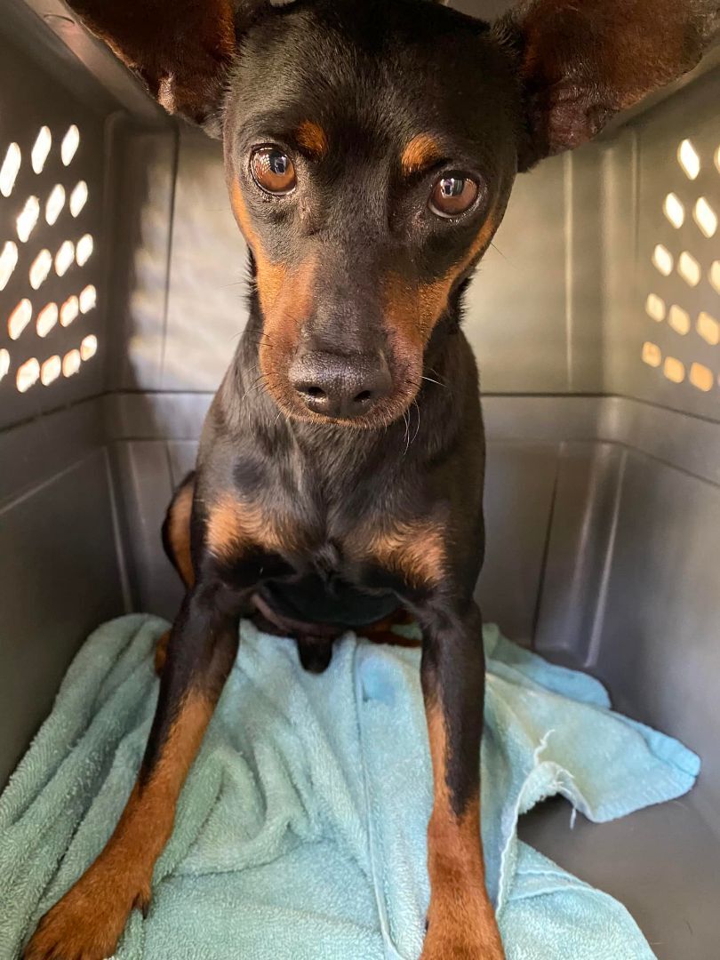 Moby, a Adoptable Miniature Pinscher in Houston, TX image 4/6