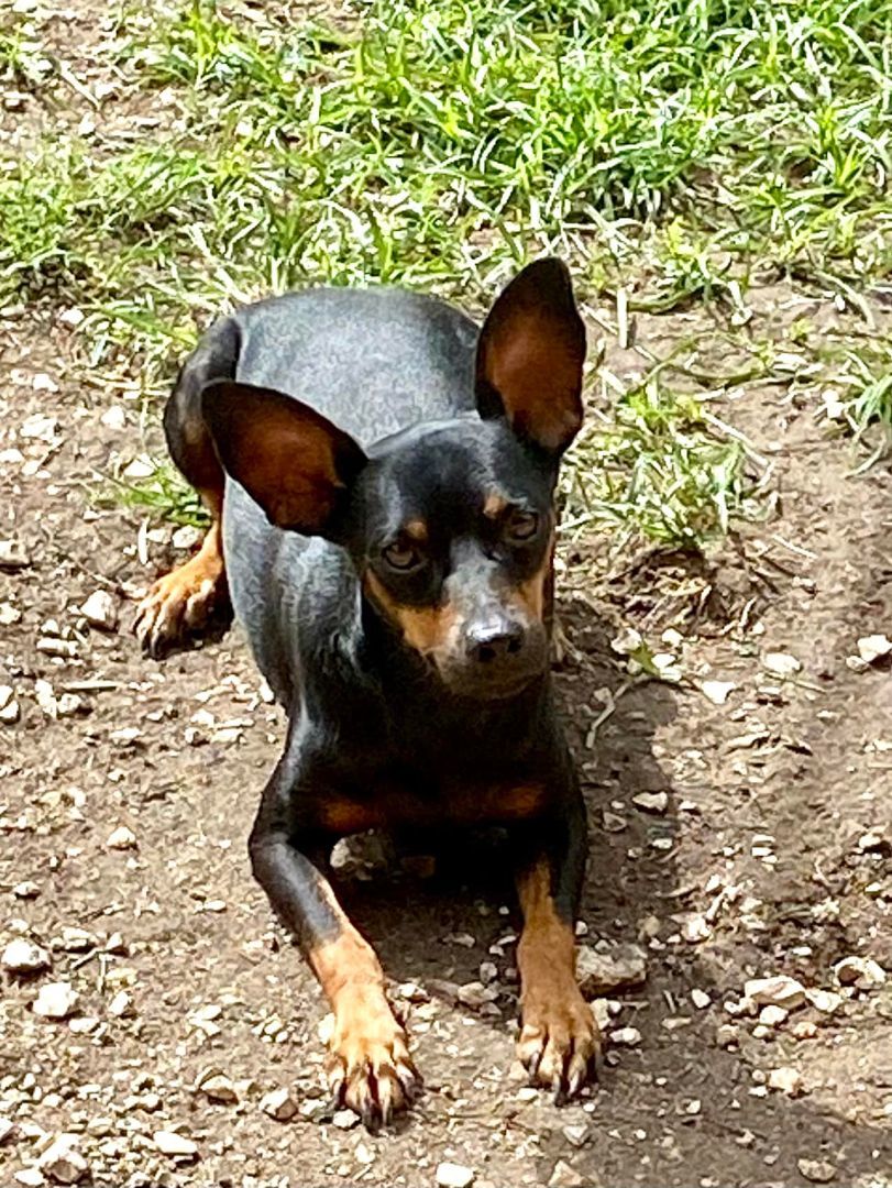 Moby, a Adoptable Miniature Pinscher in Houston, TX image 3/6