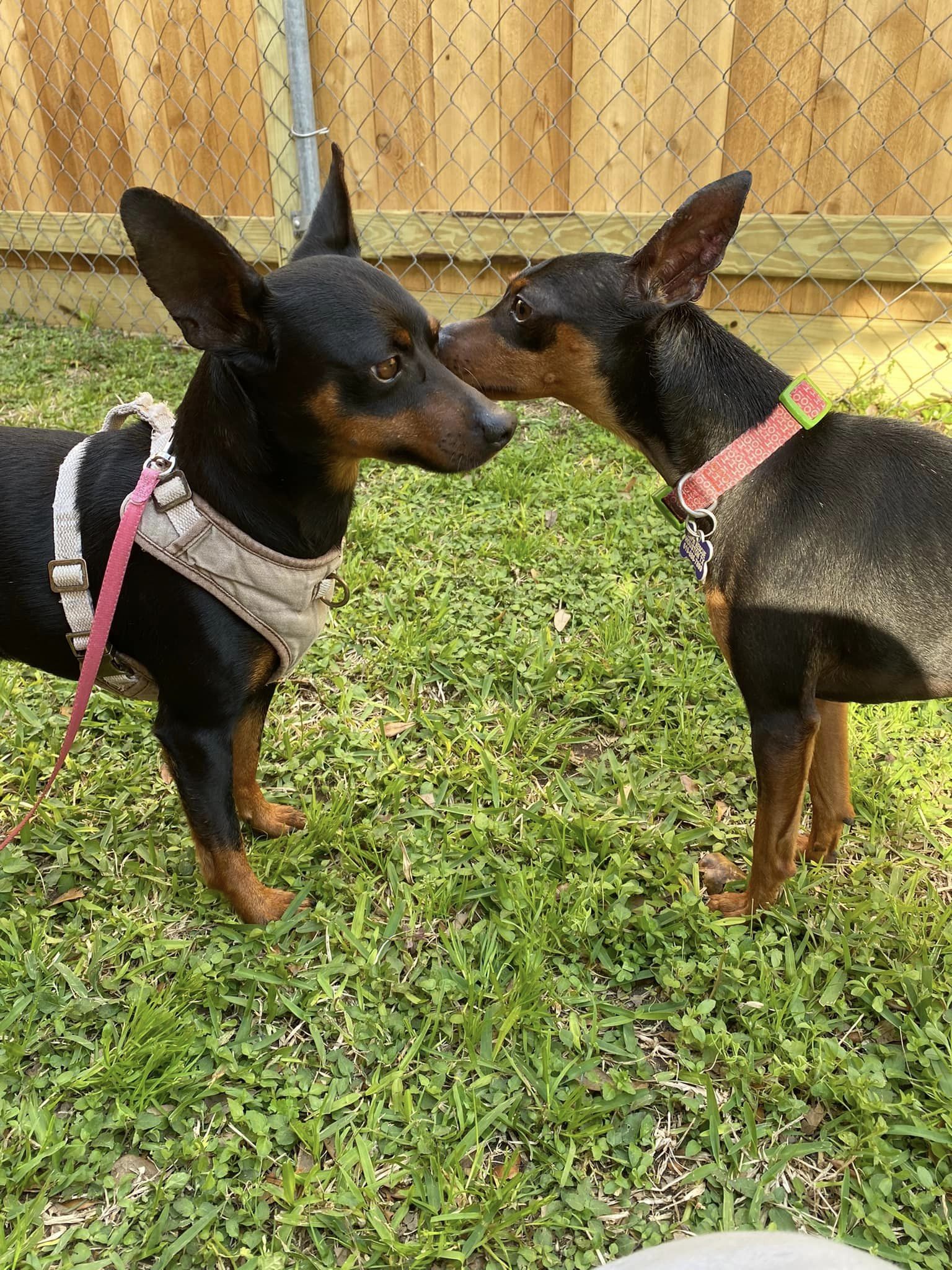 Moby, a Adoptable Miniature Pinscher in Houston, TX image 5/6