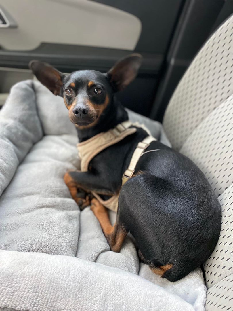 Moby, a Adoptable Miniature Pinscher in Houston, TX image 2/6