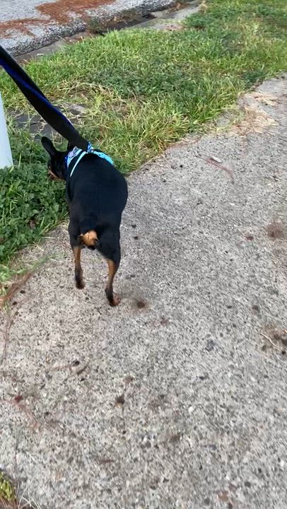 Enlarge Moby, a Adoptable Miniature Pinscher in Houston, TX video 6/6