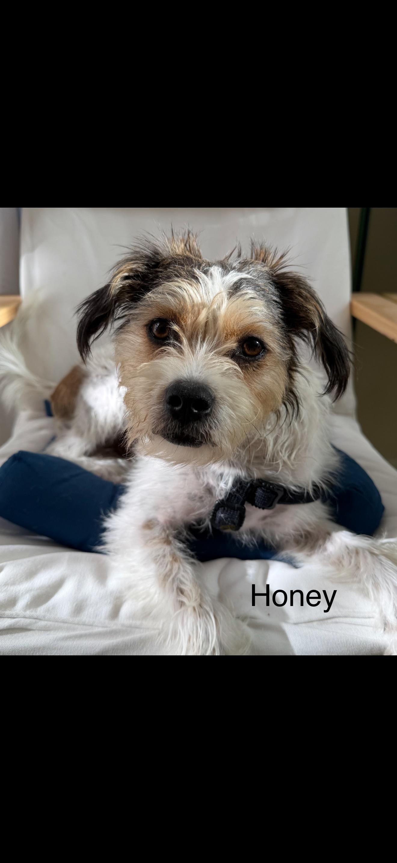 Honey - The Spunky Jack Russell, Adoptable, Young Female Parson Russell Terrier & Jack Russell Terrier.