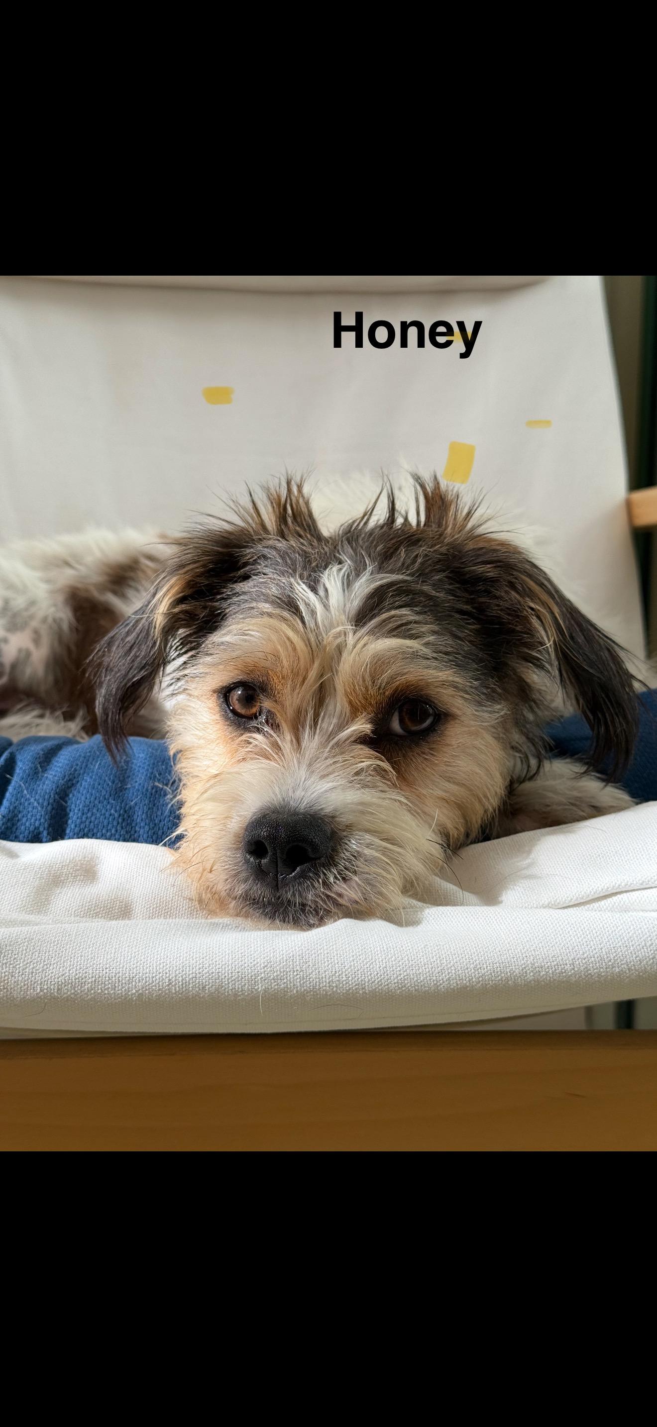 Honey - The Spunky Jack Russell, adopted, Young Female Parson Russell Terrier & Jack Russell Terrier.