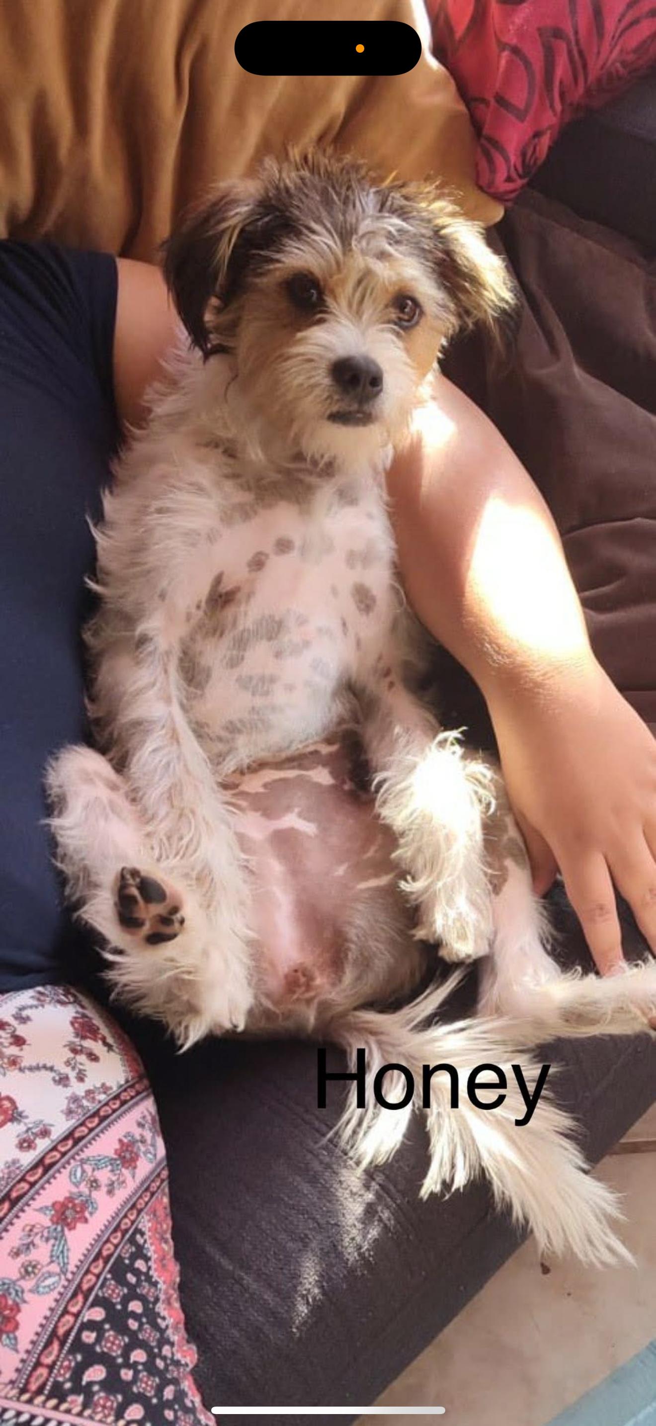 Honey - The Spunky Jack Russell, an adopted mixed breed in Anaheim, CA image 3/3