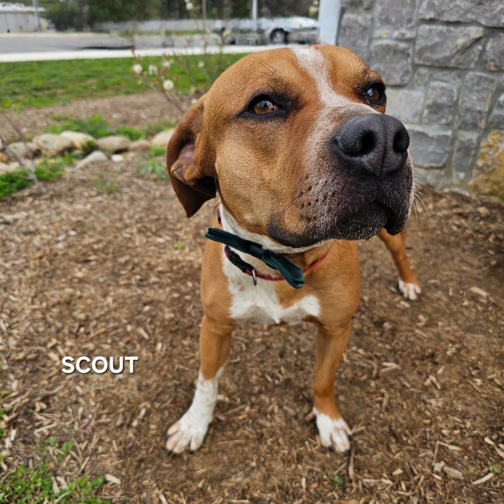 Scout, Adoptable, Adult Male Boxer & Pit Bull Terrier.