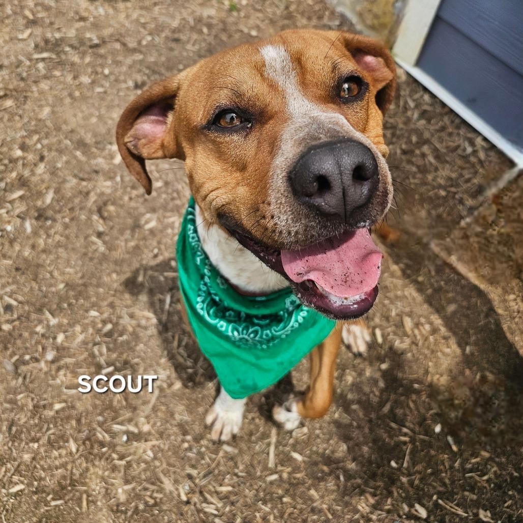 Enlarge Scout, a Adoptable mixed breed in Madisonville, TN image 2/6