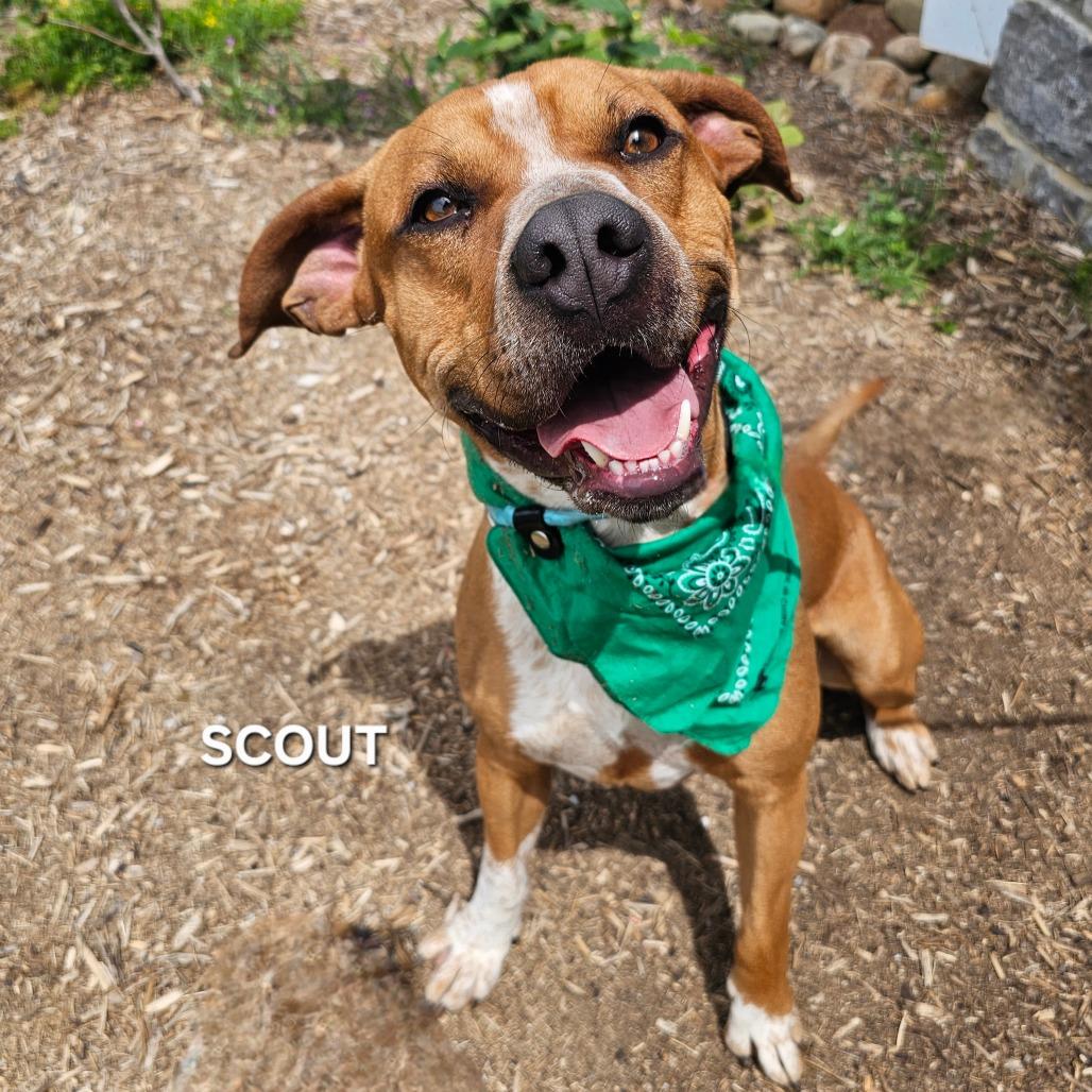 Enlarge Scout, a Adoptable mixed breed in Madisonville, TN image 3/6