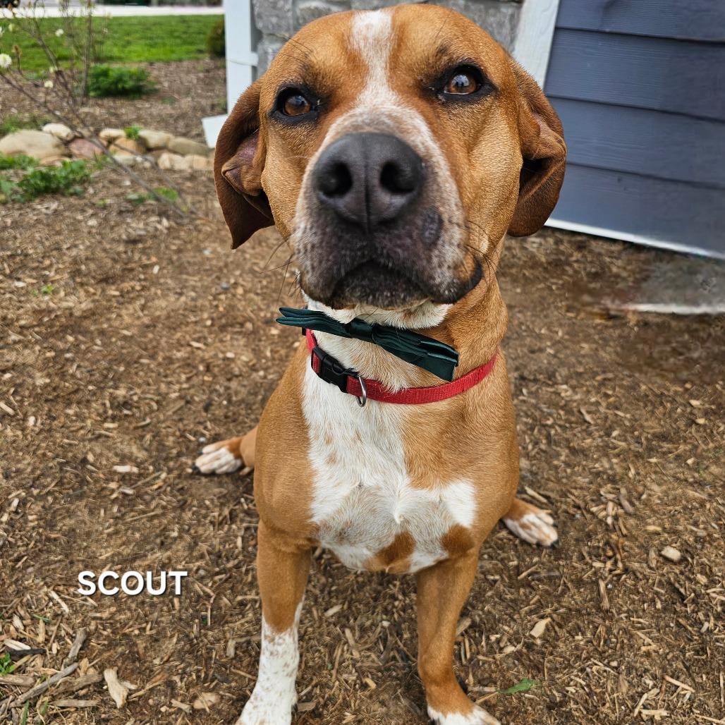 Enlarge Scout, a Adoptable mixed breed in Madisonville, TN image 4/6