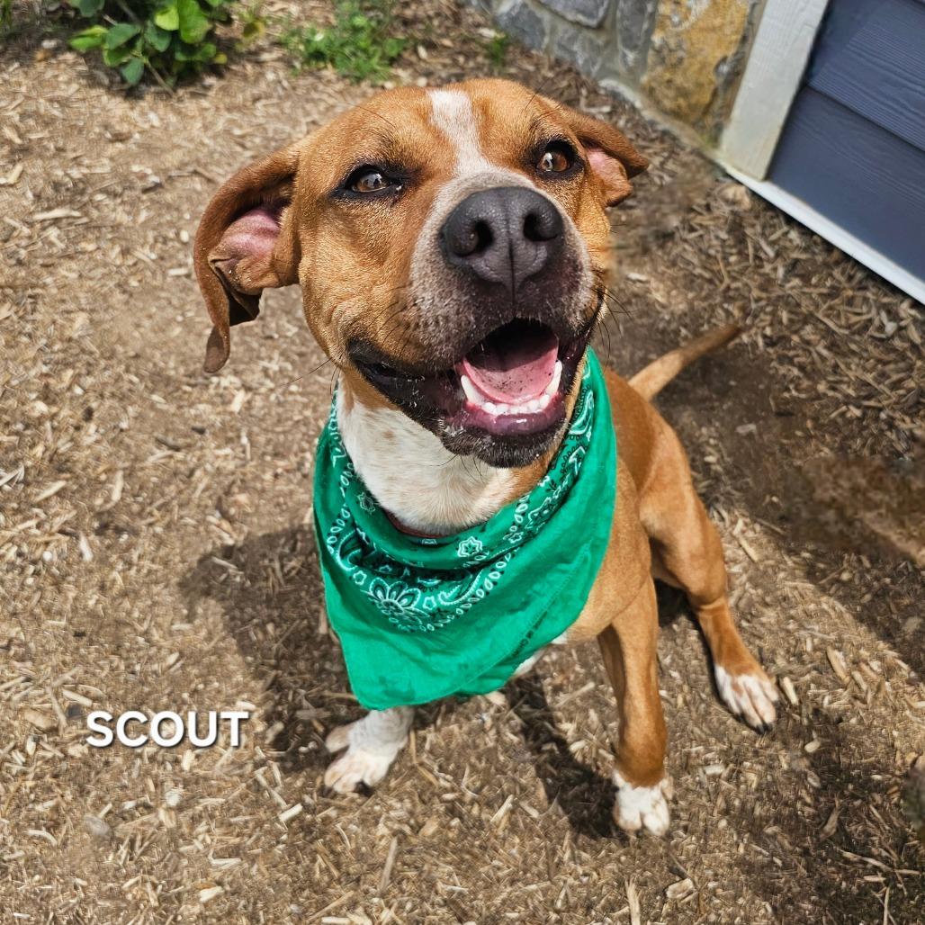 Enlarge Scout, a Adoptable mixed breed in Madisonville, TN image 5/6