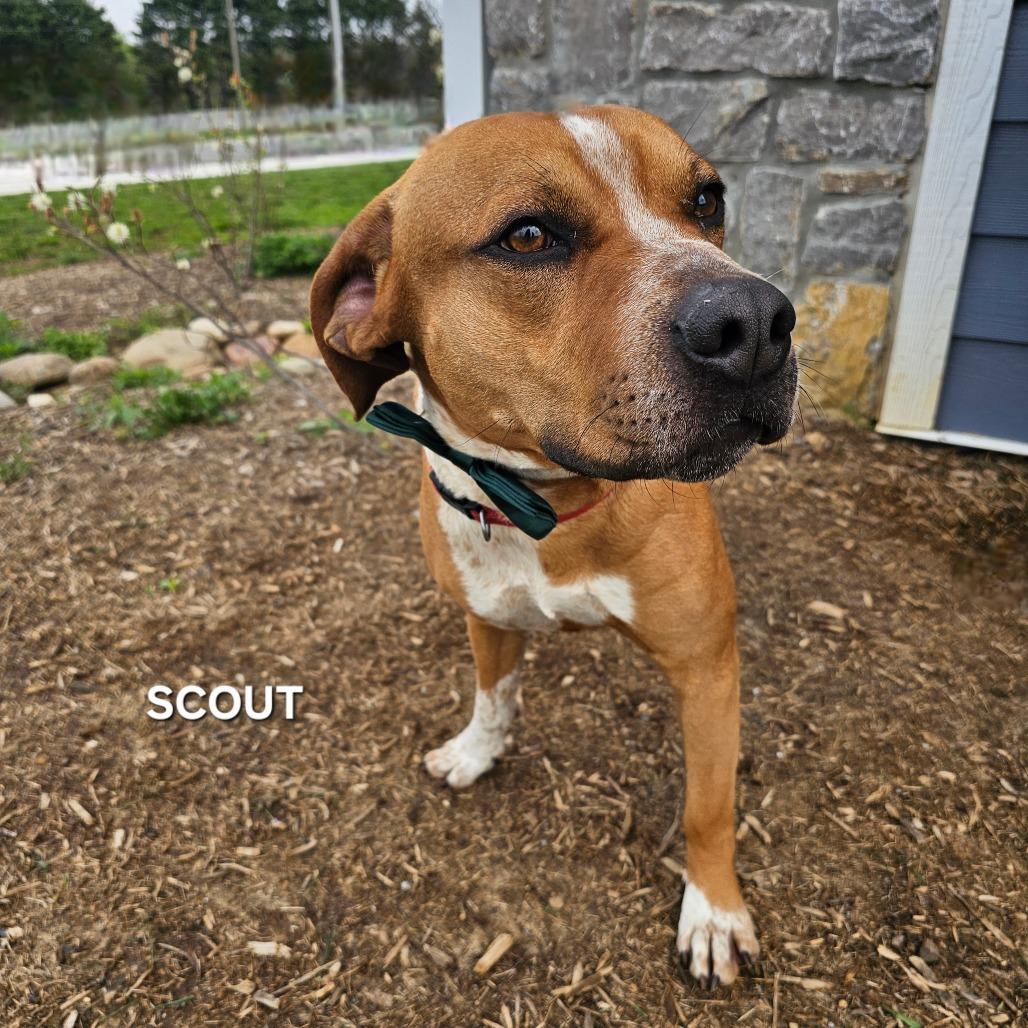 Enlarge Scout, a Adoptable mixed breed in Madisonville, TN image 6/6