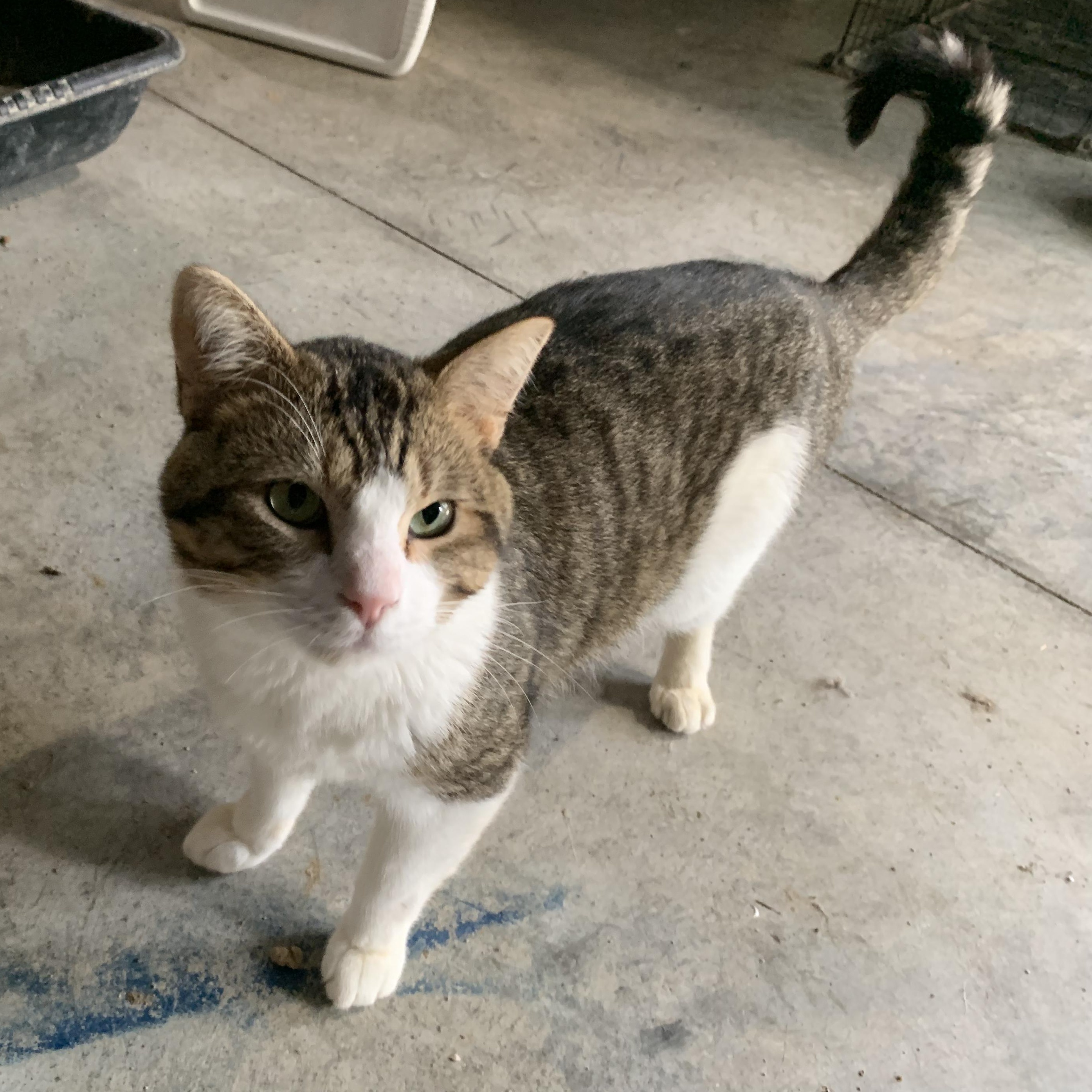 Enlarge Larry, a Adoptable Domestic Short Hair in Stockholm, WI image 6/6