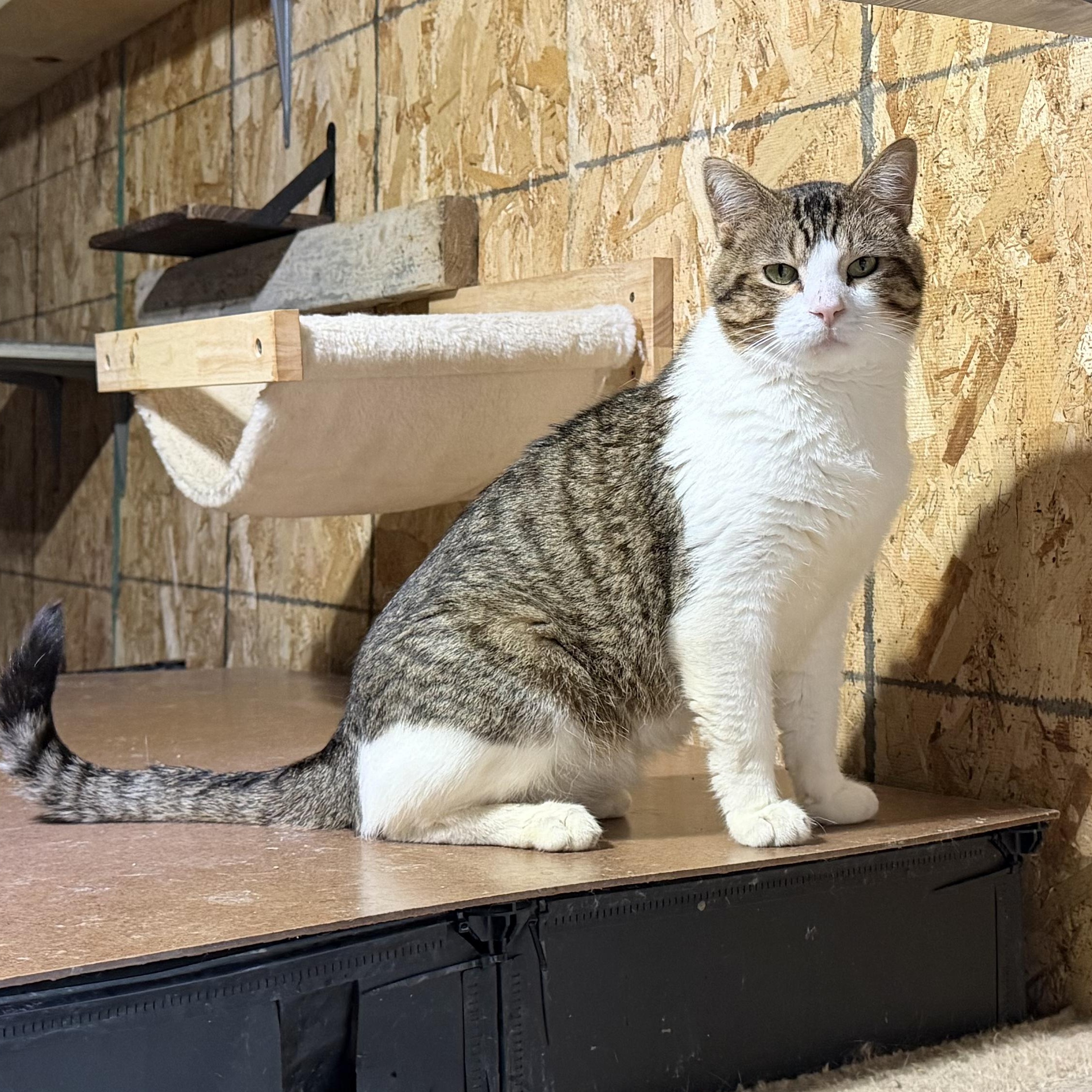 Enlarge Larry, a Adoptable Domestic Short Hair in Stockholm, WI image 2/6