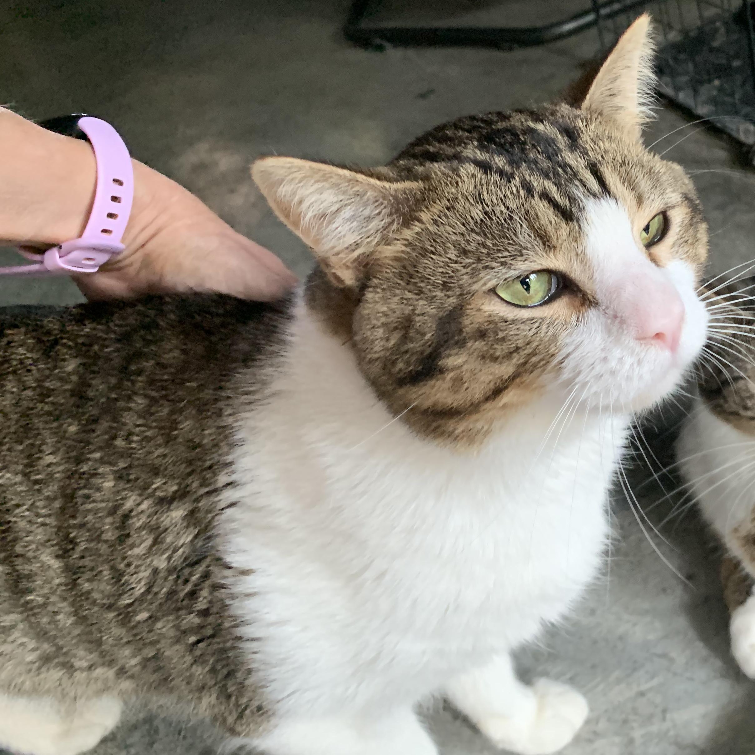 Enlarge Larry, a Adoptable Domestic Short Hair in Stockholm, WI image 5/6