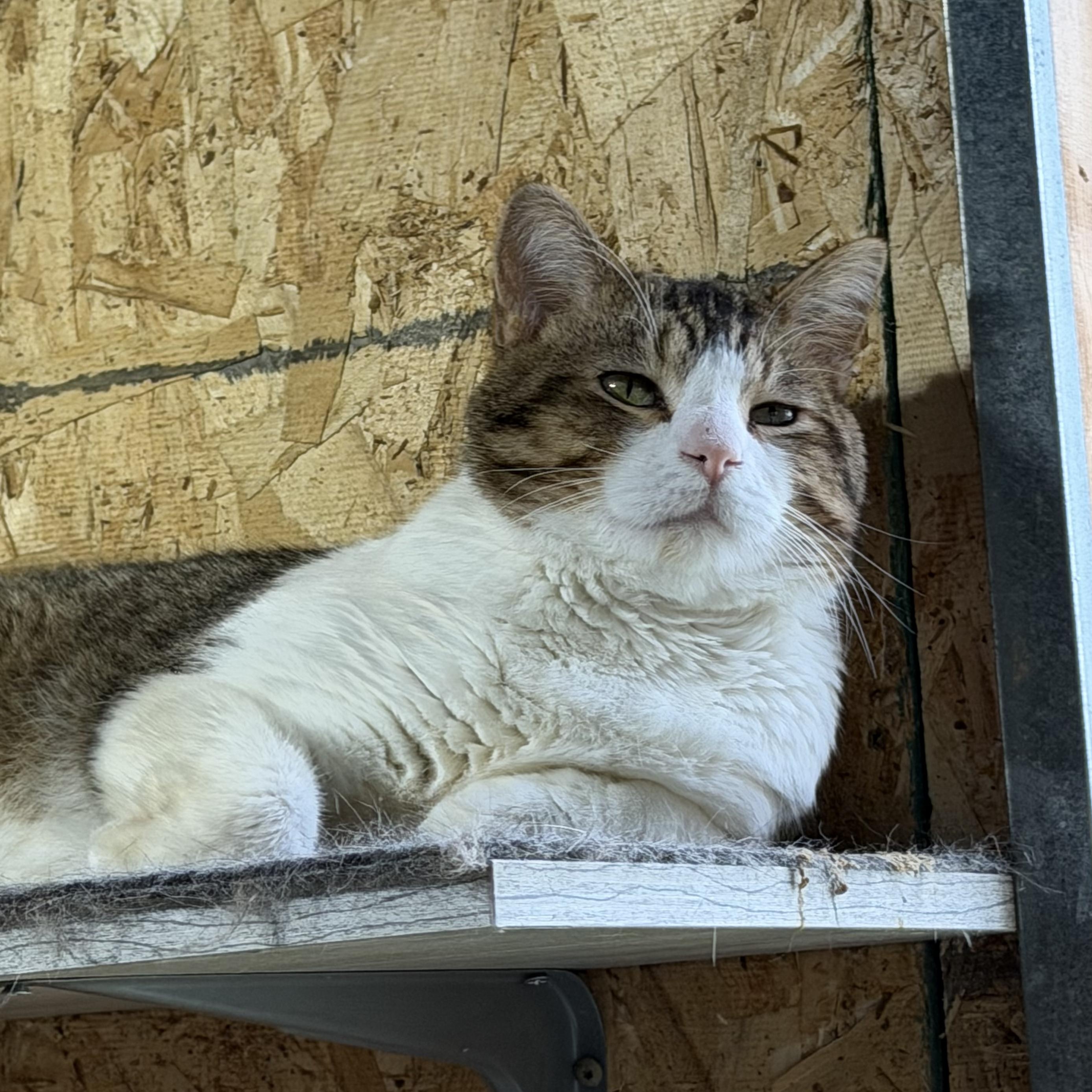 Enlarge Larry, a Adoptable Domestic Short Hair in Stockholm, WI image 4/6