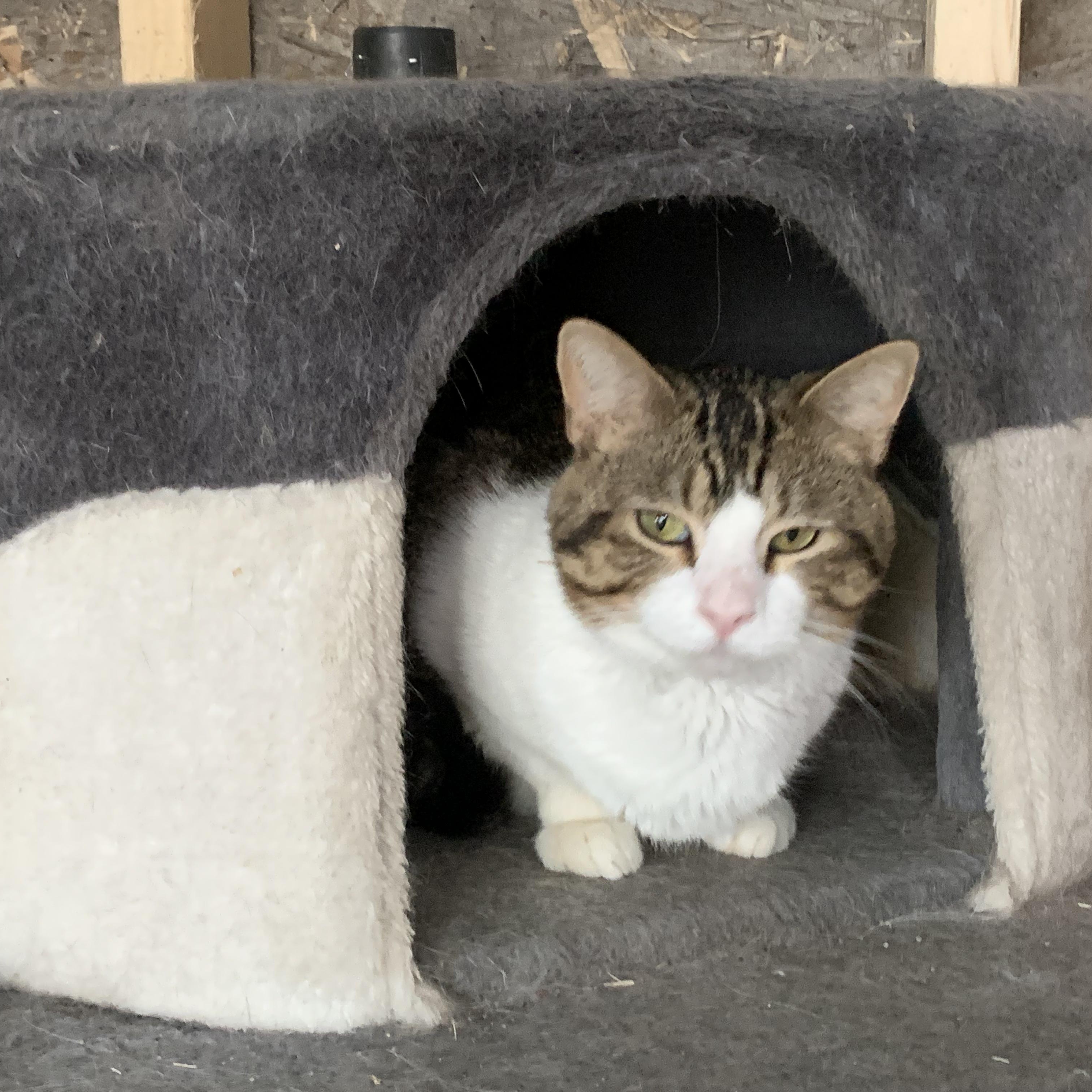 Enlarge Larry, a Adoptable Domestic Short Hair in Stockholm, WI image 3/6