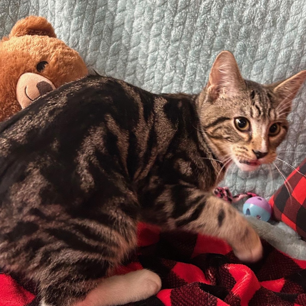 Enlarge Otto, a Adoptable Domestic Short Hair in Madison Heights, MI image 1/3