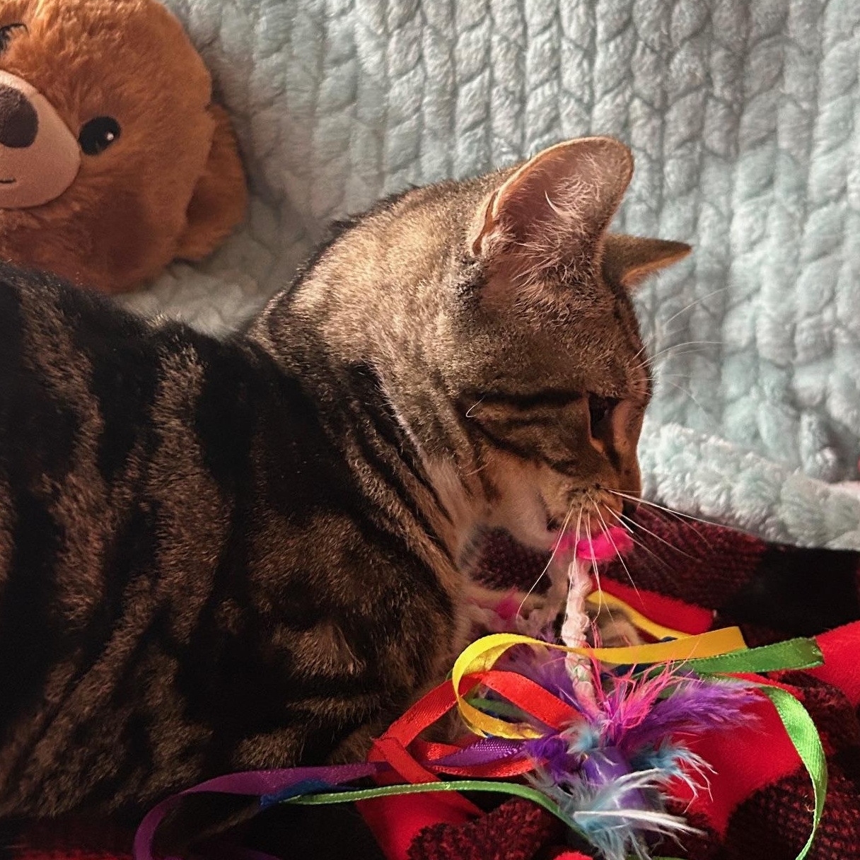 Enlarge Otto, a Adoptable Domestic Short Hair in Madison Heights, MI image 2/3