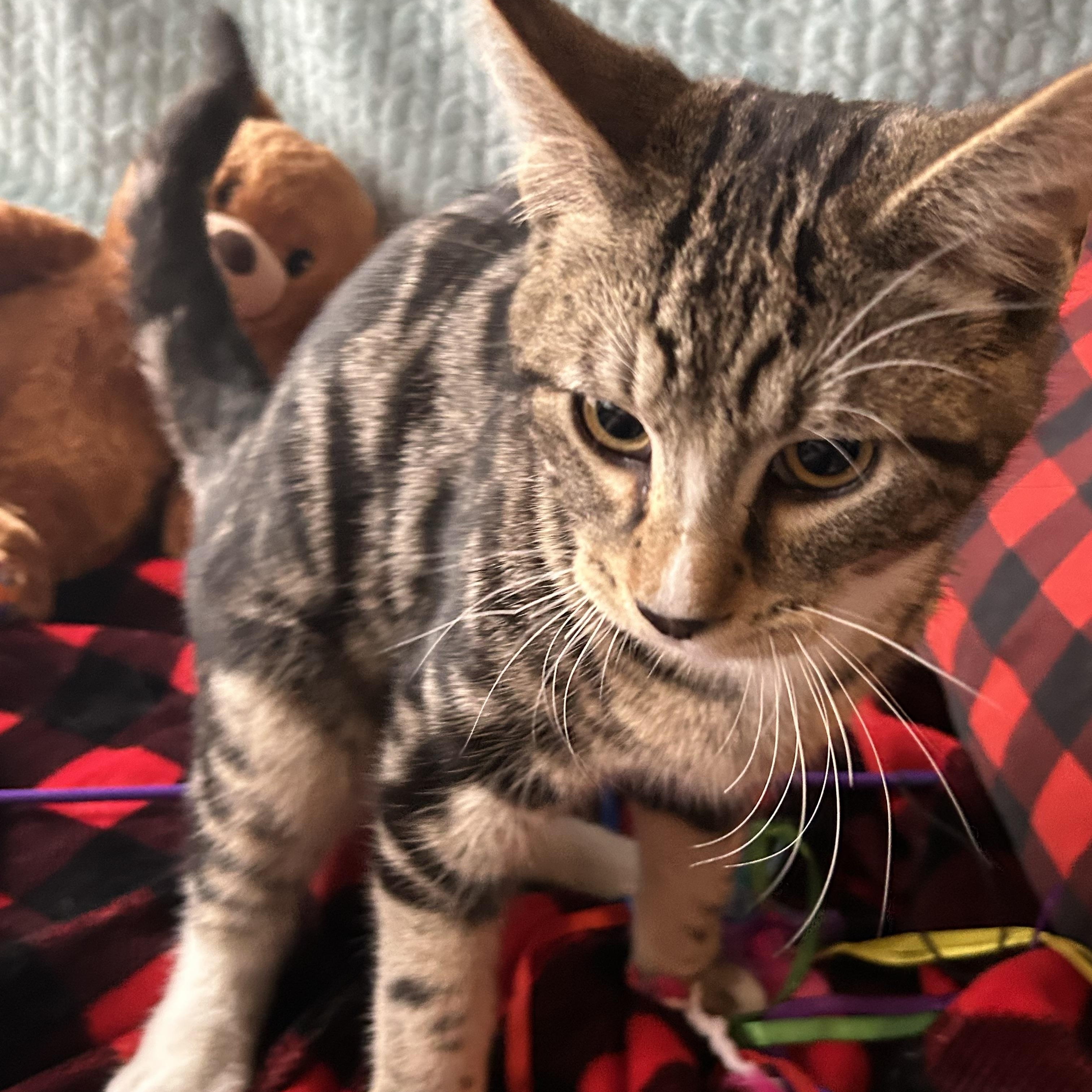 Enlarge Otto, a Adoptable Domestic Short Hair in Madison Heights, MI image 3/3