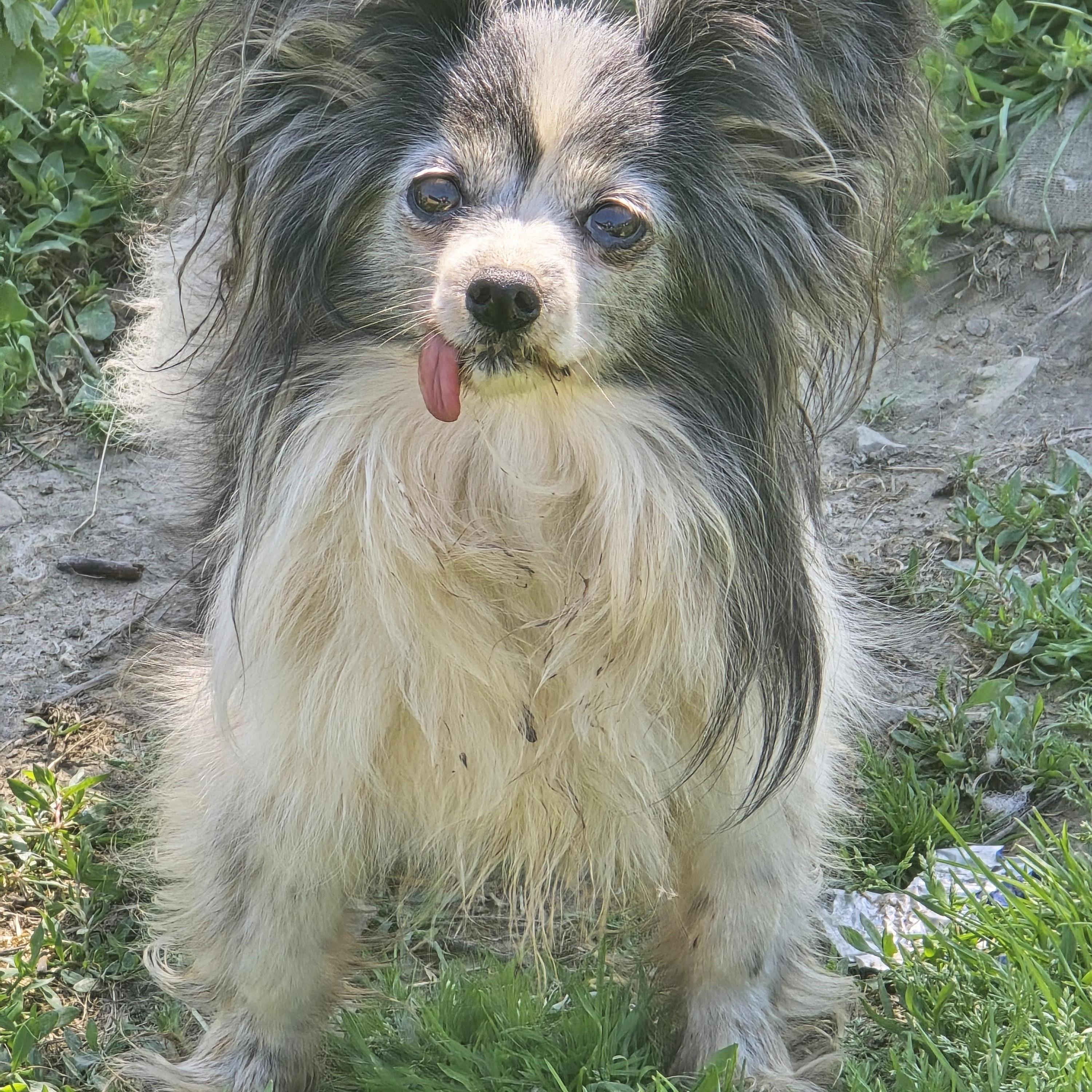 Enlarge Poppy, a ADOPTABLE Papillon in Zaleski, OH image 1/2