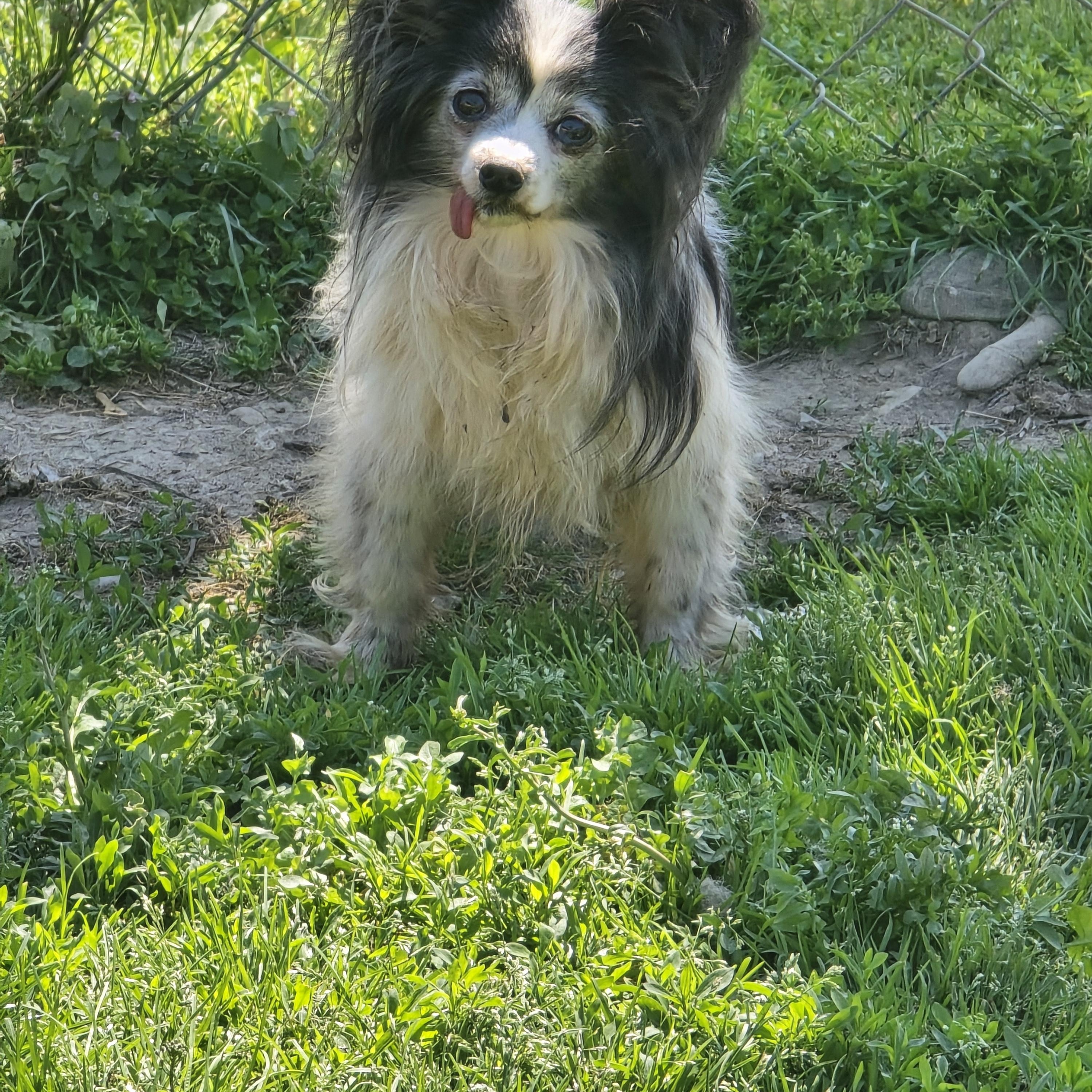 Enlarge Poppy, a ADOPTABLE Papillon in Zaleski, OH image 2/2