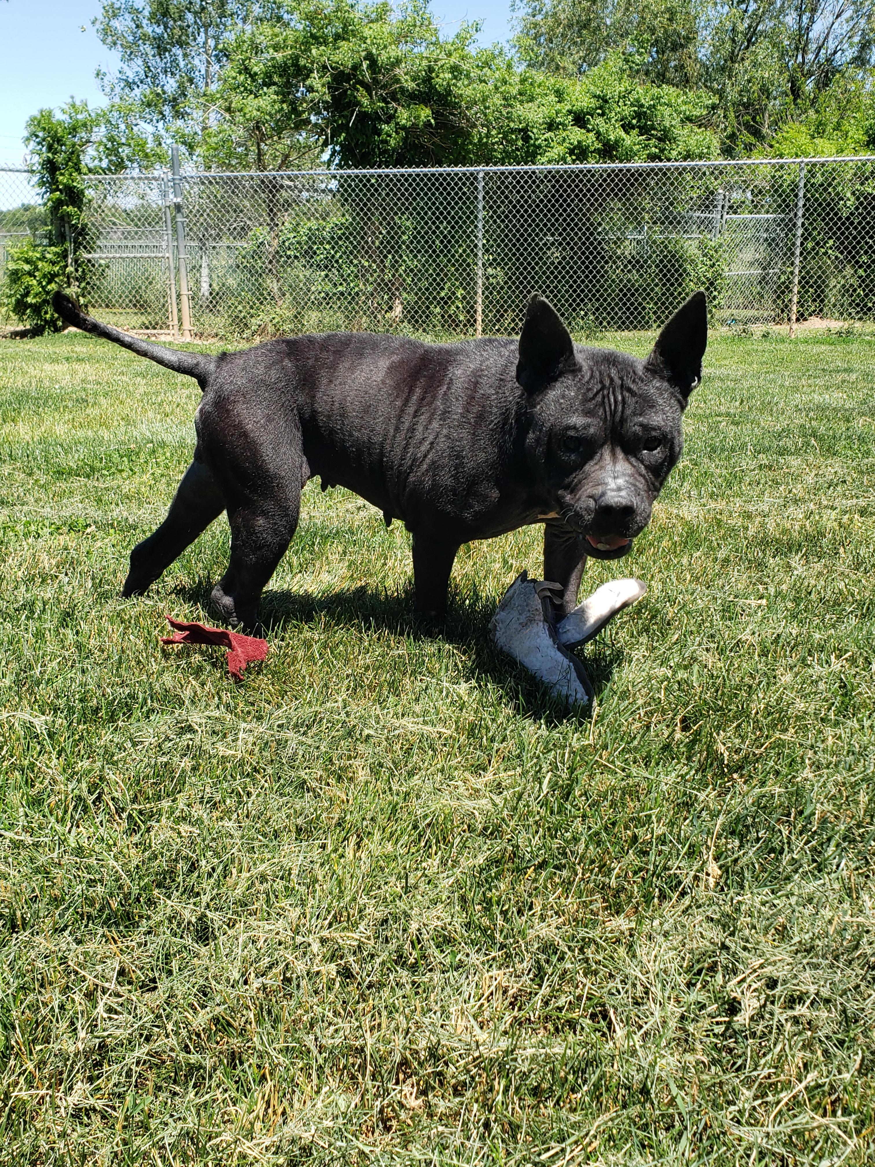 Enlarge Elkie, a Adoptable mixed breed in Middlebury, IN image 1/1