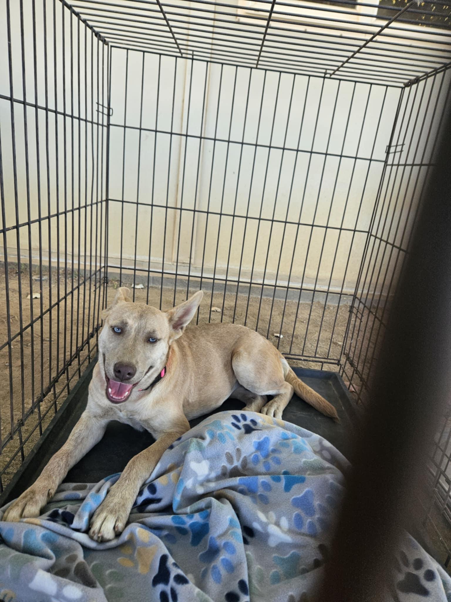 Meet Stevie – The thumbnail 3