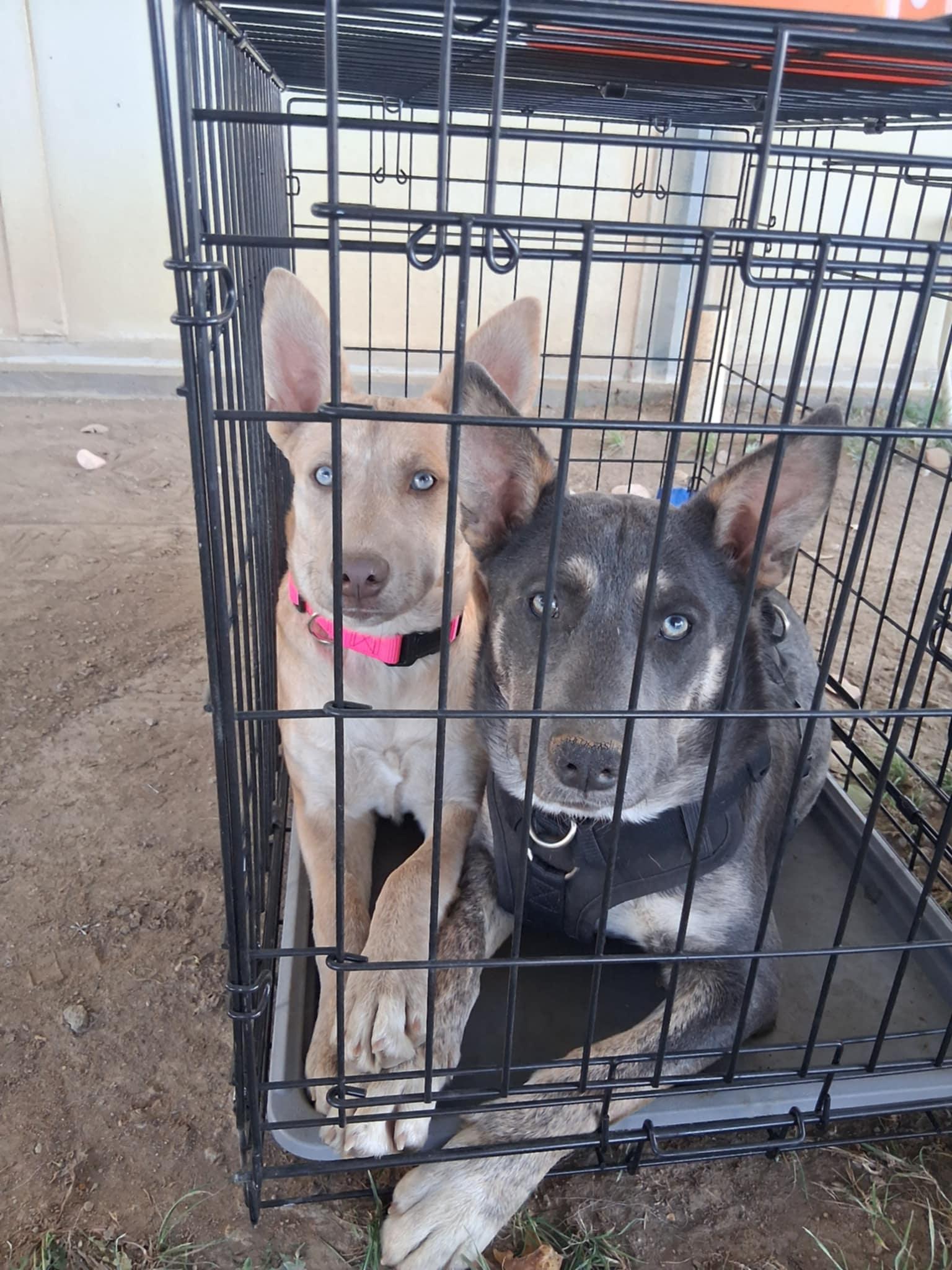 Meet Stevie – The Shy Dreamer with a Heart of Gold, a Adoptable mixed breed in Lancaster, CA image 5/6