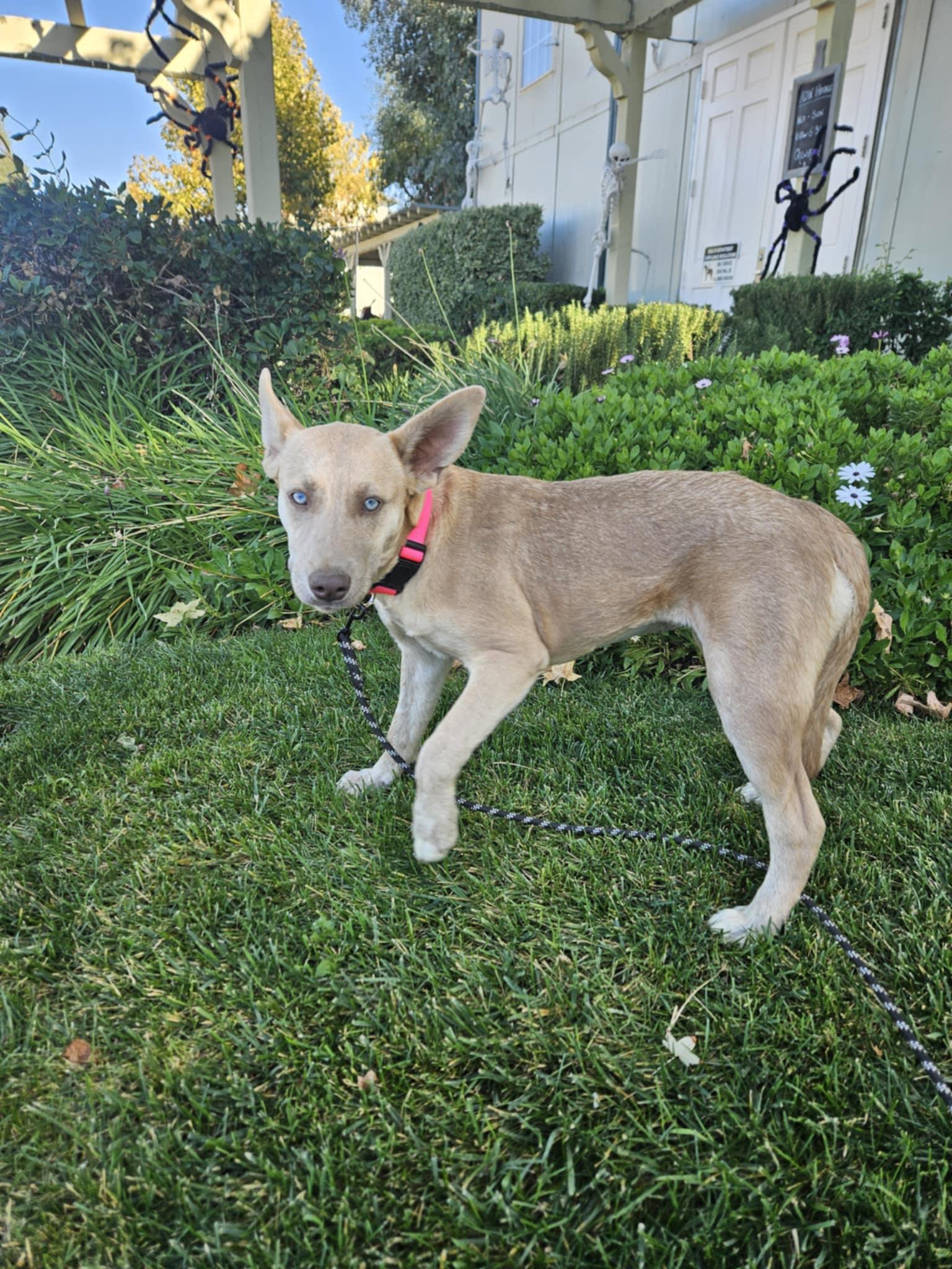 Meet Stevie – The Shy Dreamer with a Heart of Gold, Adoptable, Puppy Female Husky & Pit Bull Terrier.