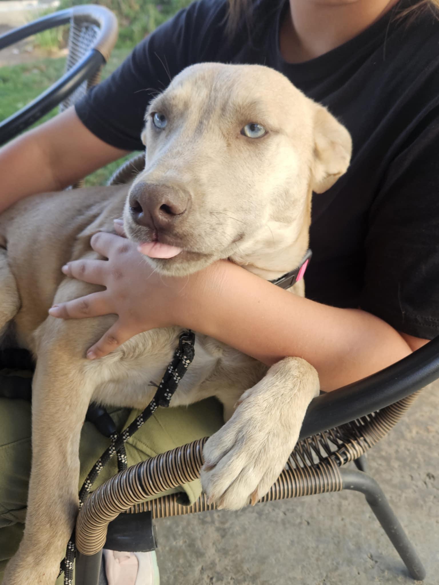 Meet Stevie – The thumbnail 4