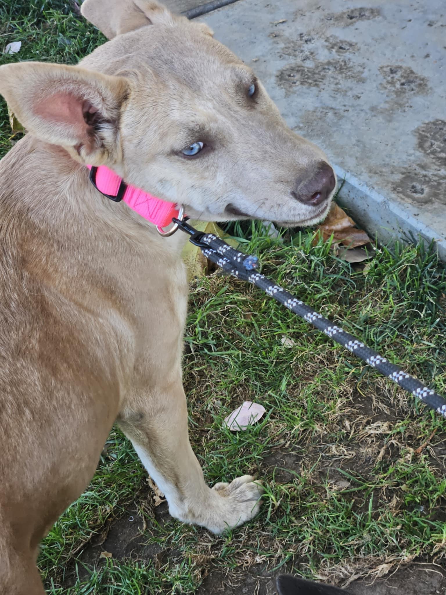 Meet Stevie – The Shy Dreamer with a Heart of Gold, a Adoptable mixed breed in Lancaster, CA image 2/6