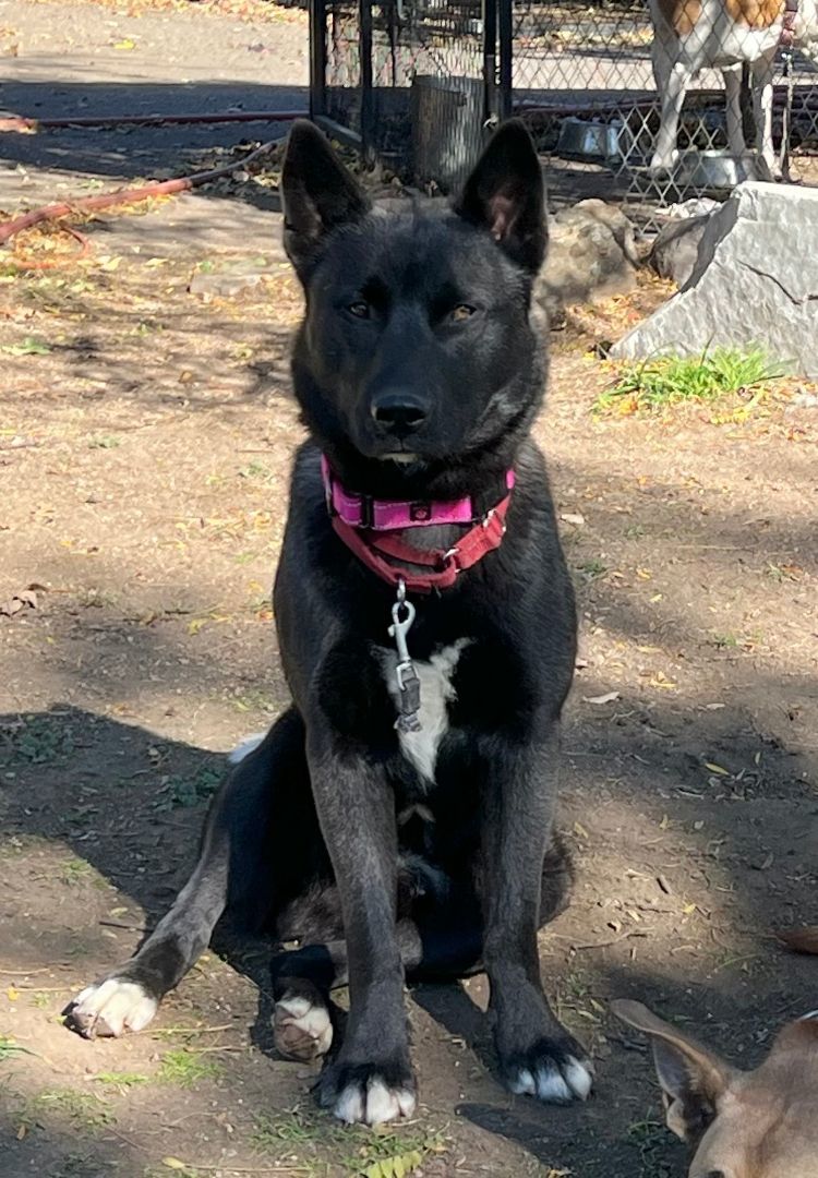 COOPER, Adopted, Young Male Mixed Breed.