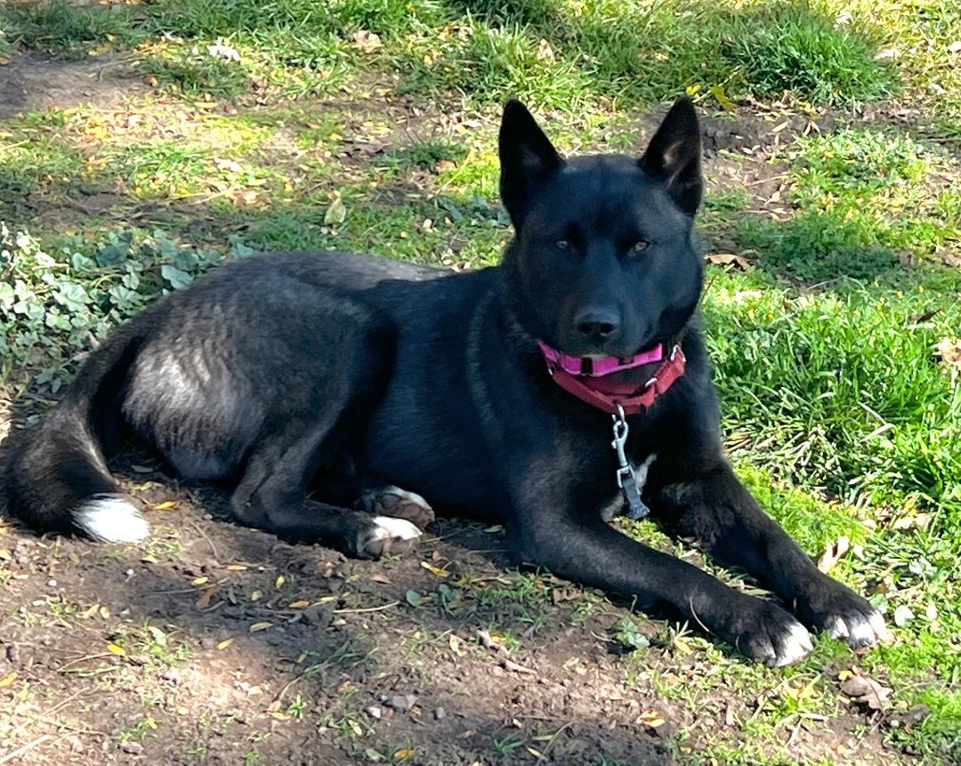 COOPER, a Adopted Mixed Breed in Talent, OR image 2/5