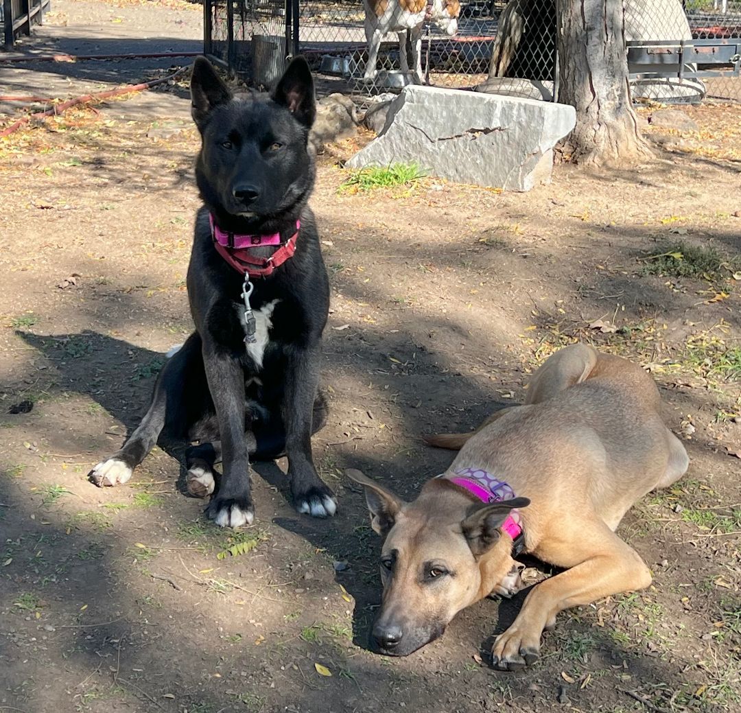 COOPER, a Adopted Mixed Breed in Talent, OR image 3/5