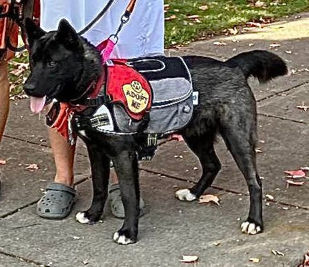 COOPER, a Adopted Mixed Breed in Talent, OR image 4/5