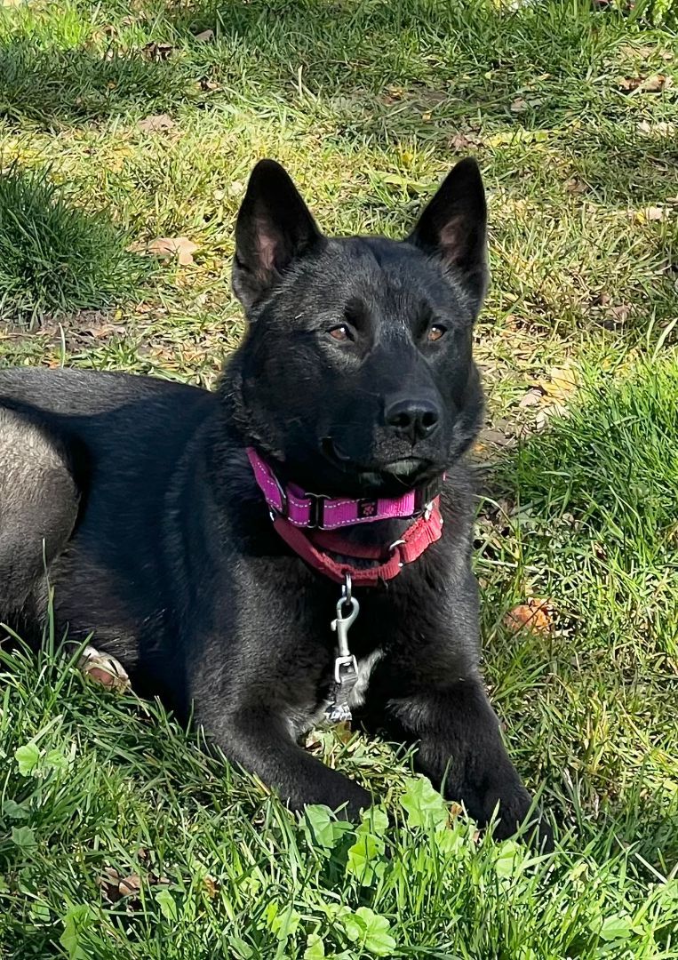 COOPER, a Adopted Mixed Breed in Talent, OR image 5/5