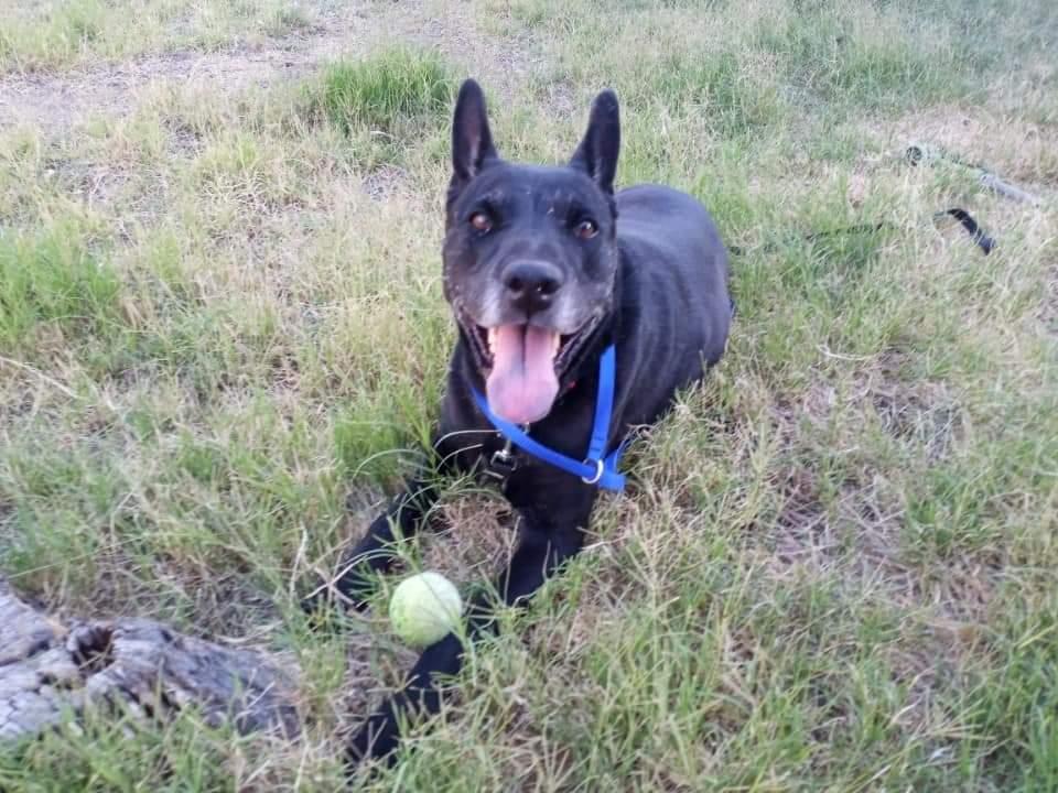 COURTESY POST Jazz, Adopted, Adult Female German Shepherd Dog.