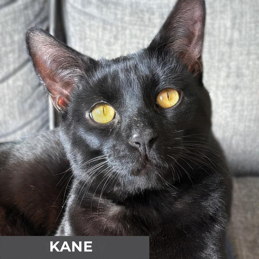 Kane, Adoptable, Adult Male Domestic Short Hair.