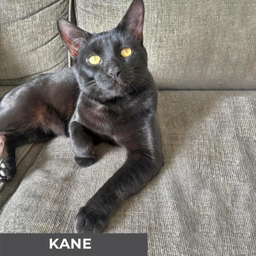 Kane, a Adoptable Domestic Short Hair in Etobicoke, ON image 2/6
